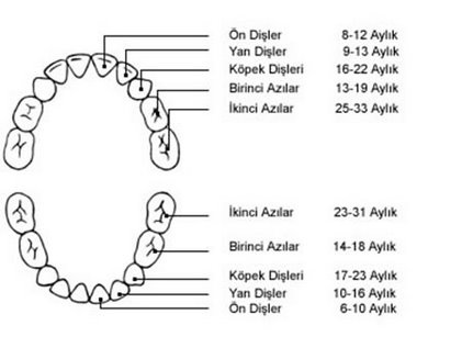 Köpekler İçin Nar Bazlı Su Damlaları Köpeklerde Diş Eti İltihabını Önlemeye Yardımcı Olabilir – Dünyadan Güncel Teknoloji Haberleri