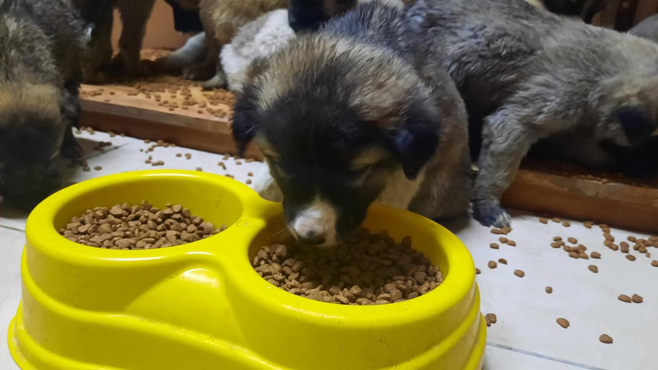 Bebeklerinizin Köpek Mamasıyla Oynamasına İzin Vermeyin – Dünyadan Güncel Teknoloji Haberleri