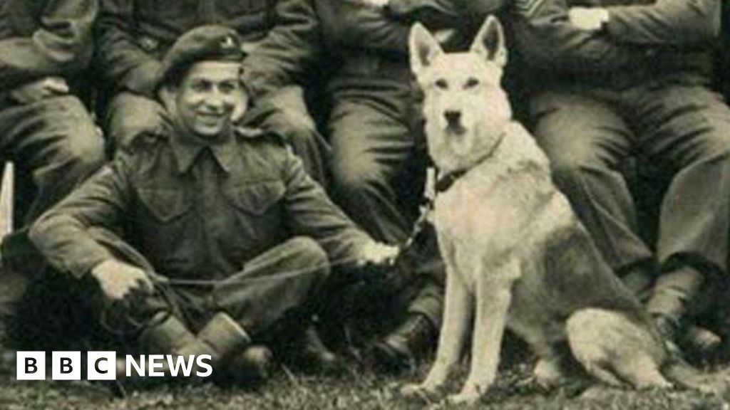 Essex D-Day Askeri ve Para-Köpek Normandiya’da Birlikte Gömüldü