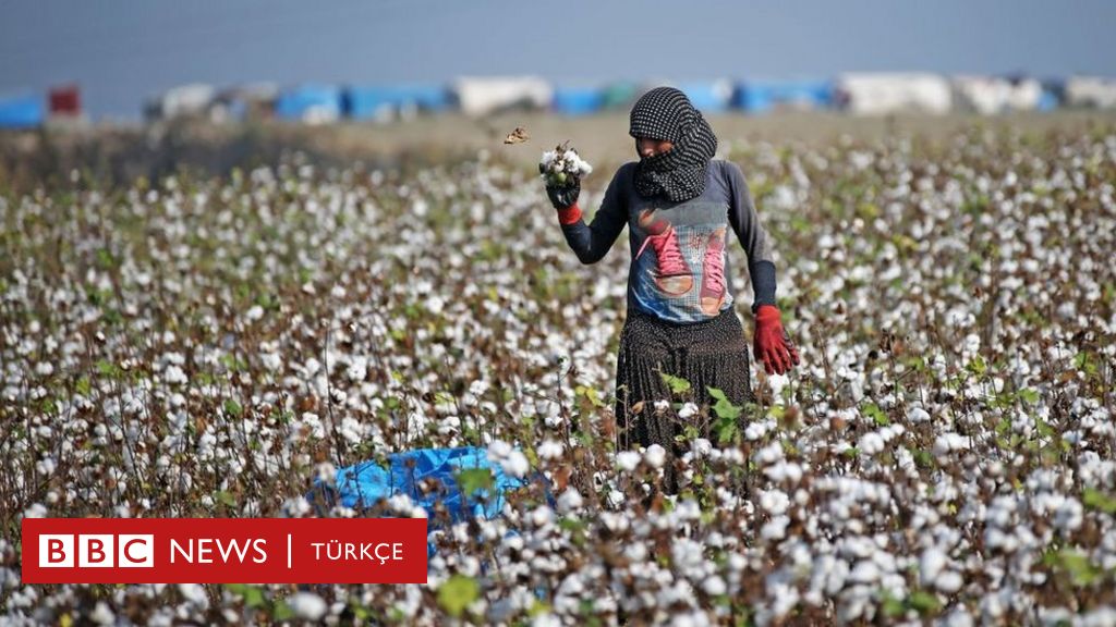 Koronavirüs: Mevsimlik tarım işçileri için alınan tedbirler neler? – BBC.com