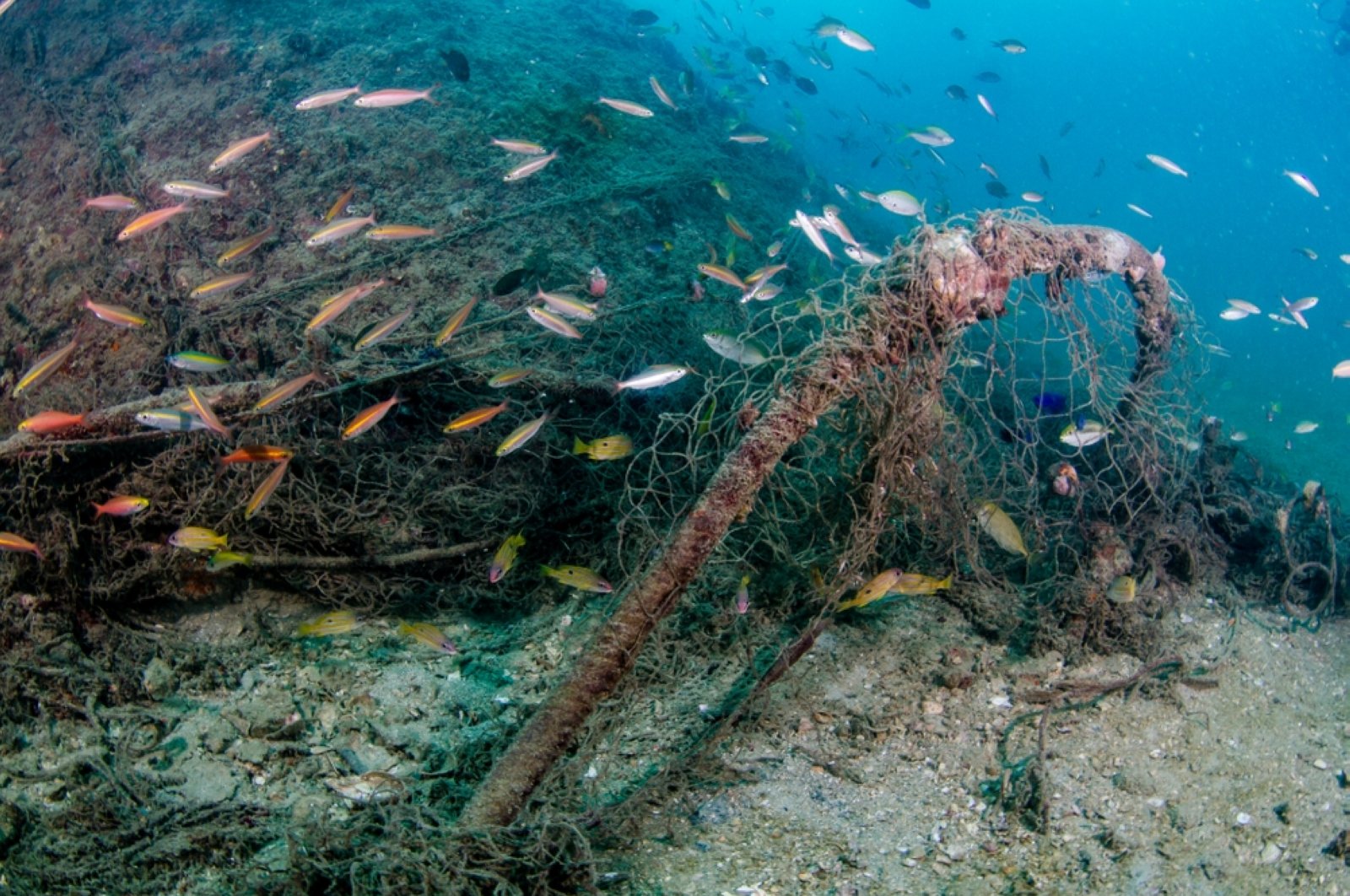 NGO, appliance maker recycle Istanbul's ghost nets | Daily Sabah - Daily Sabah