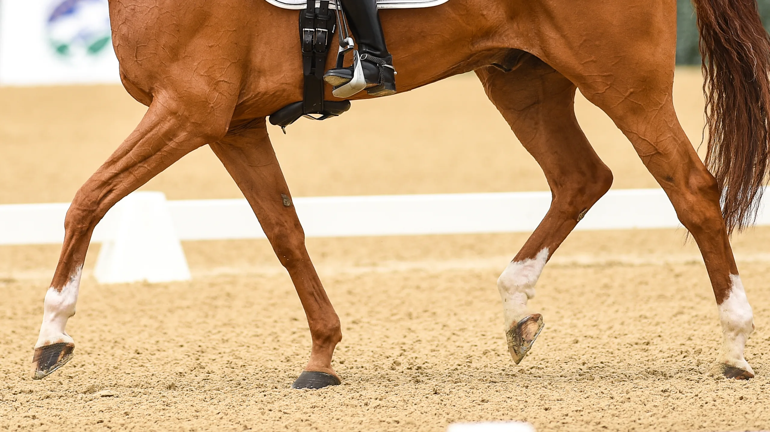 USEF, Hagen CPEDI3* için Perrigo Para Dressage Takımını Duyurdu – The Chronicle of the Horse