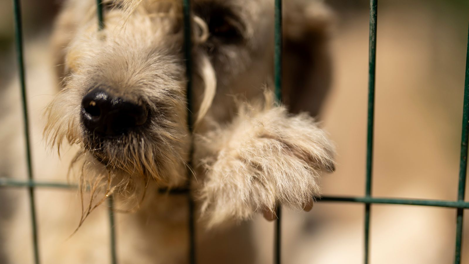 Binlerce kişi Türk sokak köpeği yasasına karşı protesto düzenledi, endişeler artarak hayvanların toplu olarak öldürülmesine neden olacağı ifade ediliyor – Sky News