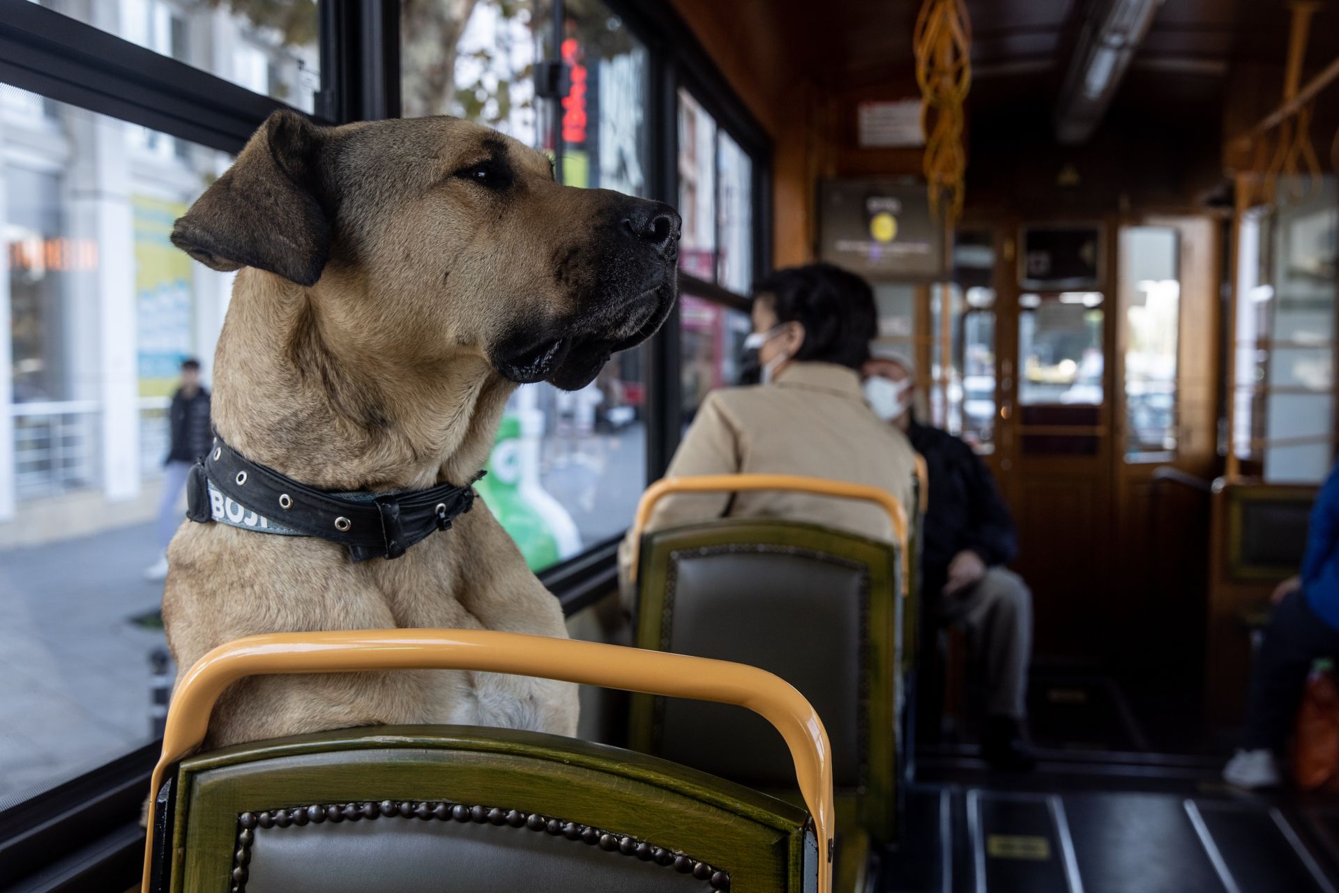 Bir Katliam Planı Türkiye’nin Köpek Severlerini Birleştiriyor – Yeni Çizgiler Dergisi