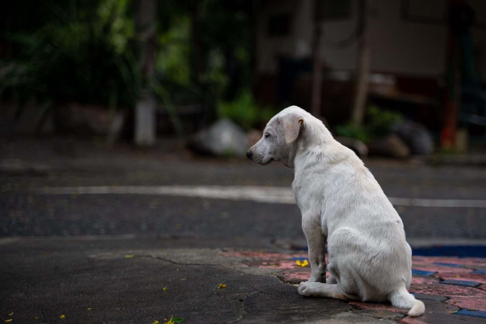 Istanbul Protests Against Controversial Stray Dog Bill - One Green Planet