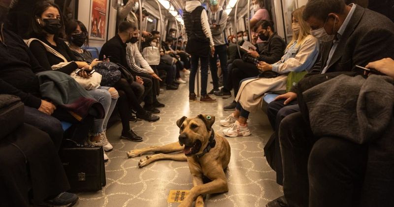 Sokak köpeğine ücretsiz toplu taşıma hakkı verilen seyyah köpek şimdi sahiplendirildi – İYİ haber